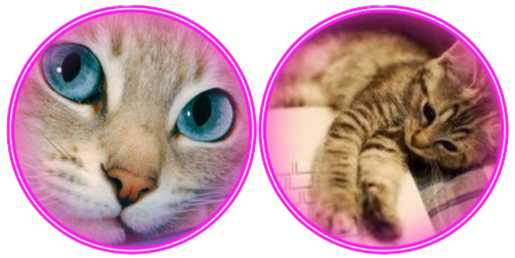Miss Clearfoot cat logo